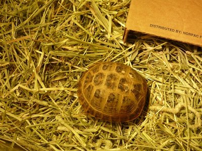 P1010393.JPG (249.38 KiB) Viewed 29365 times P1010393.JPG