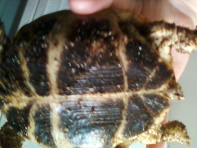 1129130239.jpg (125.39 KiB) Viewed 19029 times 1129130239.jpg