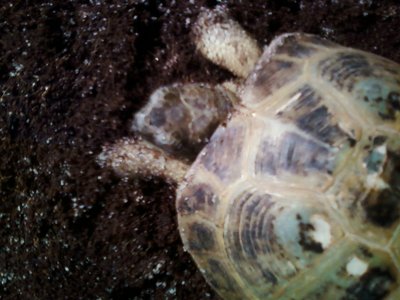 1129130216.jpg (150.87 KiB) Viewed 18172 times 1129130216.jpg