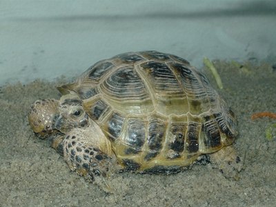 P1010512.JPG (181.22 KiB) Viewed 36243 times P1010512.JPG