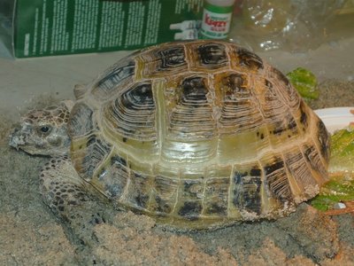 P1010505.JPG (209.45 KiB) Viewed 36358 times P1010505.JPG