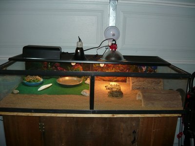 P1010517.JPG (131.49 KiB) Viewed 25080 times P1010517.JPG