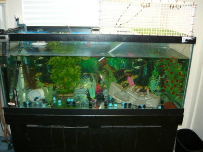 my babies paradise.jpg (41.93 KiB) Viewed 9270 times my babies paradise.jpg