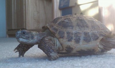 373898_138538876255764_100002989565194_179212_147611629_n.jpg (42.99 KiB) Viewed 24718 times 373898_138538876255764_100002989565194_179212_147611629_n.jpg