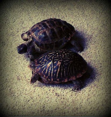 407312_171056286337356_100002989565194_261201_1059847342_n.jpg (106.08 KiB) Viewed 24733 times 407312_171056286337356_100002989565194_261201_1059847342_n.jpg