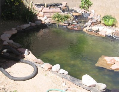 Turtle pond1.JPG