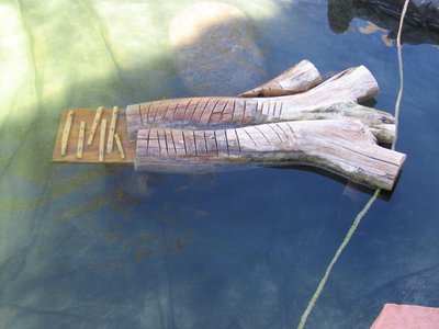 Basking log.JPG