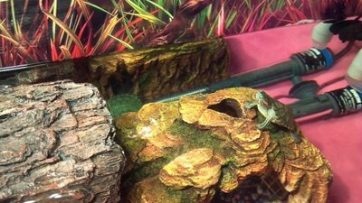2turts.jpg