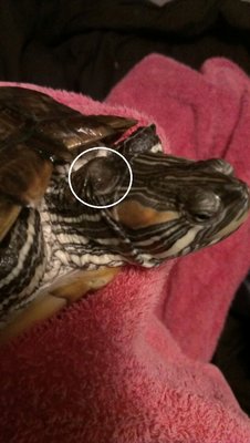 turtlebump.jpg (163.56 KiB) Viewed 4367 times turtlebump.jpg