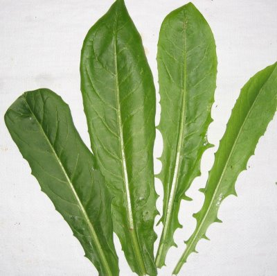 dandelion-greens-closeup.jpg
