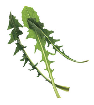 ttar_dandelion_greens_v.jpg