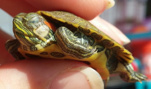 0716150949b-1.jpg (360.45 KiB) Viewed 16457 times 0716150949b-1.jpg