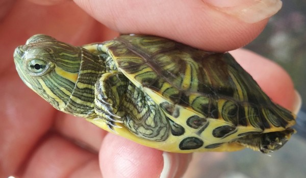 0716150950-1.jpg (474.29 KiB) Viewed 16457 times 0716150950-1.jpg