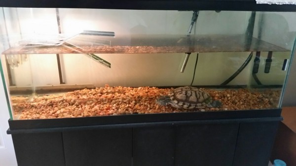 sheldon tank 3.jpg (247.82 KiB) Viewed 4186 times sheldon tank 3.jpg