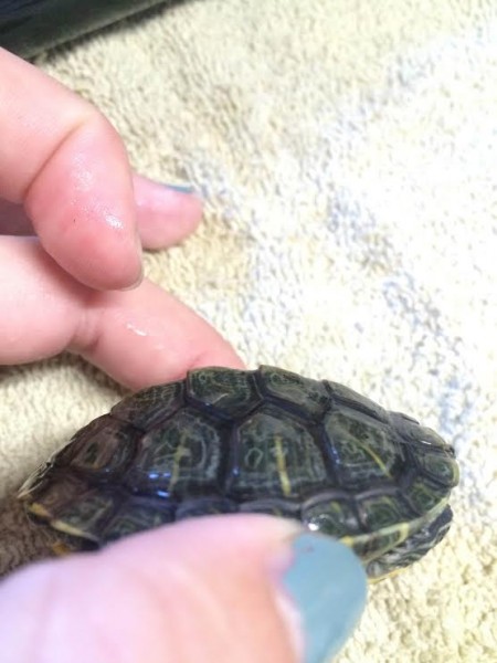 Turtle2side.jpg