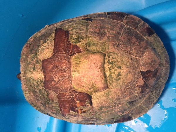 shell2.JPG