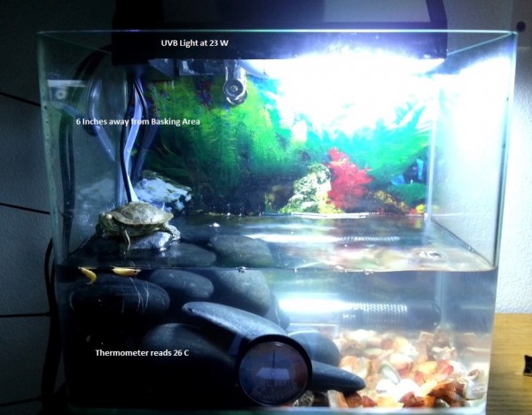 Turtle.jpg