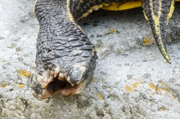 Turtle-2.jpg
