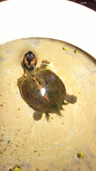 2016-08-13-0083_Q1.jpg (267.94 KiB) Viewed 5032 times 2016-08-13-0083_Q1.jpg