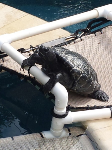 20161107_125454.jpg (189.31 KiB) Viewed 53889 times 20161107_125454.jpg