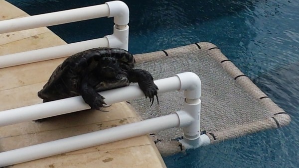 20151112_135503.jpg (395.72 KiB) Viewed 53933 times 20151112_135503.jpg
