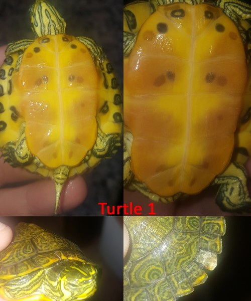 turtle1.jpg