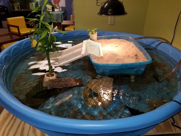 turtle pool.jpg (269.59 KiB) Viewed 7222 times turtle pool.jpg