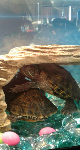 Turtle Love.jpg