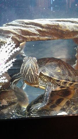 Turtle Don.jpg
