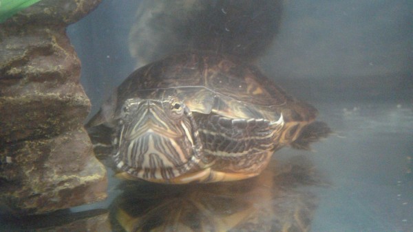 Turtle Don2.jpg