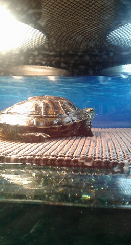Turtle Bask-y2.jpg