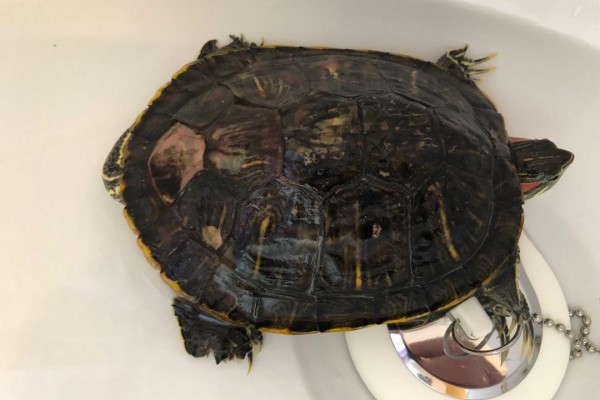 Oogway.jpeg (71.72 KiB) Viewed 20232 times Oogway.jpeg