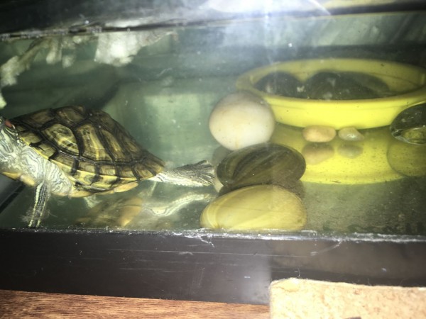 turtle.jpg