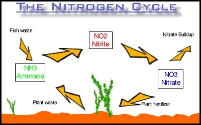Cycle1[1].jpg