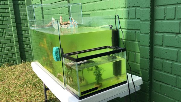 backyard2.jpeg (138.72 KiB) Viewed 23920 times backyard2.jpeg