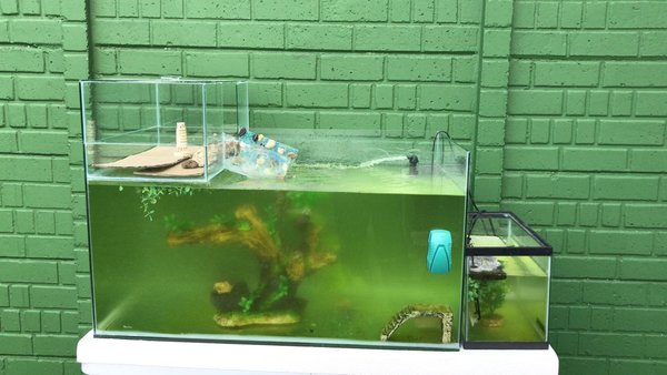 backyard3.jpeg (121.99 KiB) Viewed 23918 times backyard3.jpeg