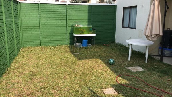 backyard.jpeg (181.2 KiB) Viewed 23920 times backyard.jpeg