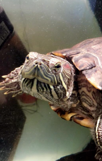 Screen Shot 2021-06-17 at 3.14.47 PM.png