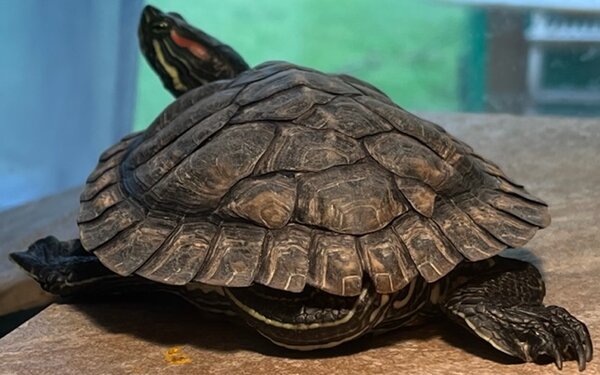 C183F9AB-1156-4AEB-91F3-F8172CC43482.jpeg (110.21 KiB) Viewed 13338 times C183F9AB-1156-4AEB-91F3-F8172CC43482.jpeg