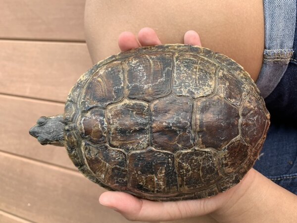 D19AA2F1-F630-49BD-AC28-CB1235165A8F.jpeg (110.91 KiB) Viewed 19749 times D19AA2F1-F630-49BD-AC28-CB1235165A8F.jpeg