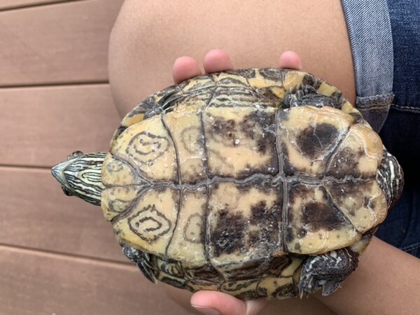 EFD8B85D-9763-4F8D-920A-FA165B5DBCCA.jpeg (111.47 KiB) Viewed 17870 times EFD8B85D-9763-4F8D-920A-FA165B5DBCCA.jpeg